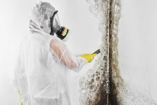 Best Emergency Mold Removal  in Ele, AR
