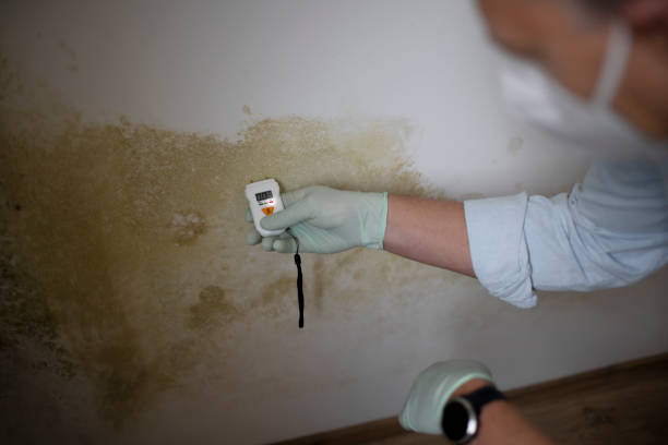 Best Attic Mold Removal  in Ele, AR