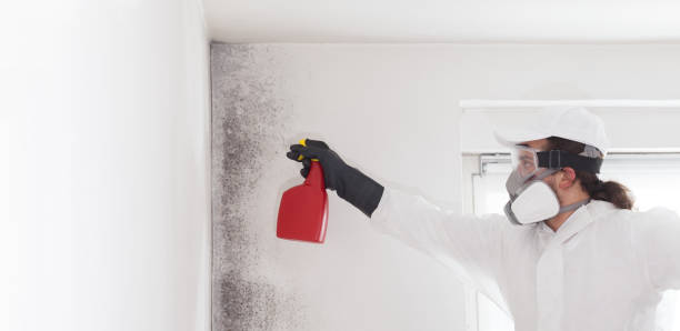 Best Professional Mold Removal  in Ele, AR