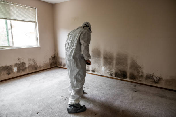 Best Mold Removal and Inspection  in Ele, AR