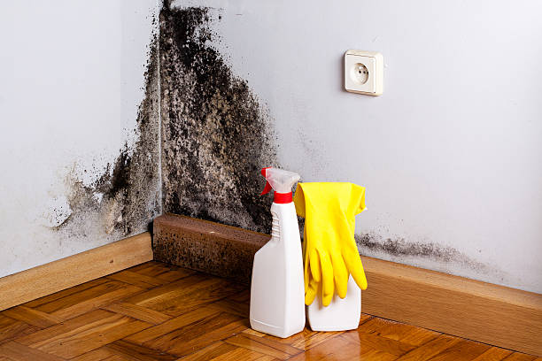 Mold Removal and Inspection in Earle, AR